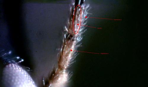 Aphidius rhopalosiphi